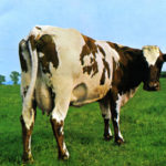 L'iconica mucca di Atom Heart Mother dei Pink Floyd