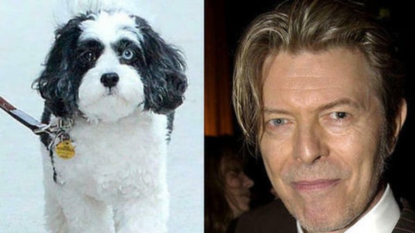 Maxi, il cane di David Bowie