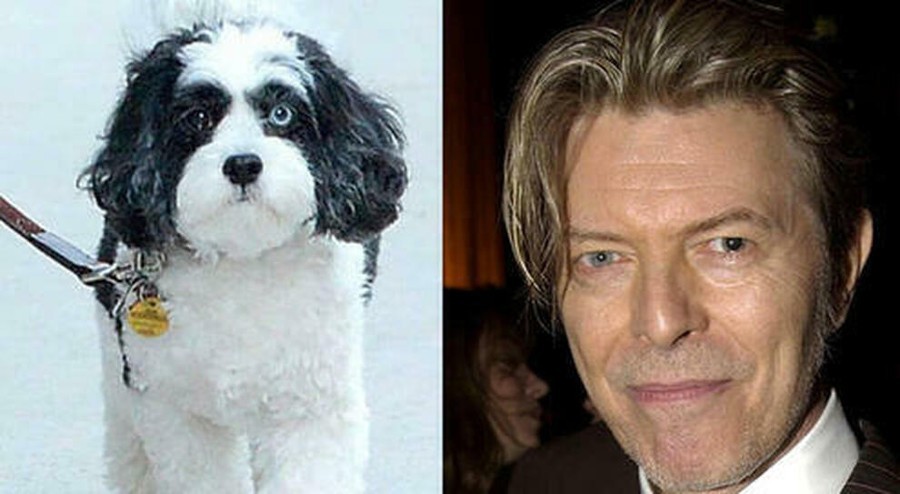 Maxi, il cane di David Bowie