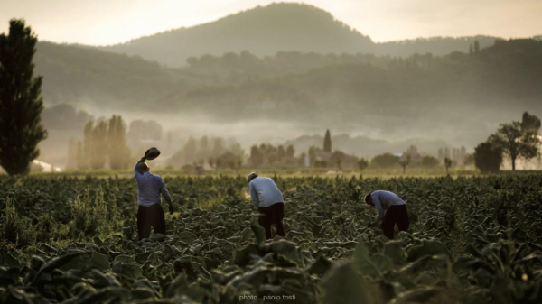 campo di coltivazione tabacco. Compagnia Toscana Sigari